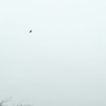 low angle photography of black bird