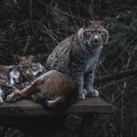 Three bobcats relax on a wooden platform in a lush forest setting.