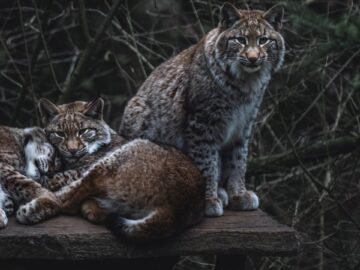 Three bobcats relax on a wooden platform in a lush forest setting.