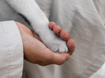 A close-up of a human hand gently holding a dog's paw, symbolizing trust and companionship.