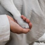 A close-up of a human hand gently holding a dog's paw, symbolizing trust and companionship.