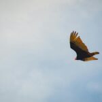 A lone eagle gliding majestically through a clear blue sky, captured in daylight.