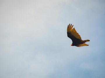 A lone eagle gliding majestically through a clear blue sky, captured in daylight.