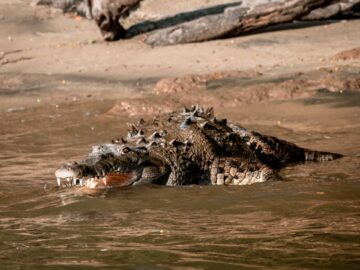 Crocodile swimming in a river near fallen tree trunks in Palenque, Mexico.