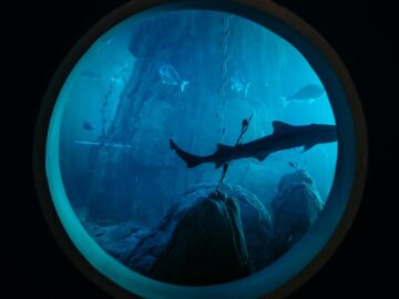 Circular aquarium window view showcasing sharks swimming with a deep blue ambiance.