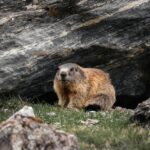 Close-up of a wild alpine marmot in Tirol, Austria, against a rocky backdrop.