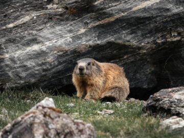 Close-up of a wild alpine marmot in Tirol, Austria, against a rocky backdrop.