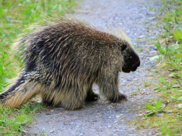 A porcupine walking along a forest pathway, showcasing its spines against a natural backdrop.