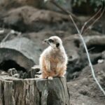 A meerkat perched on a tree stump in the wild outdoors of Hungary.