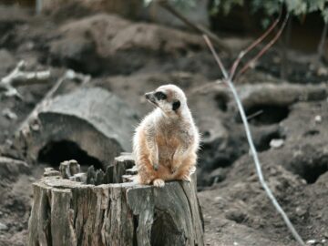 A meerkat perched on a tree stump in the wild outdoors of Hungary.