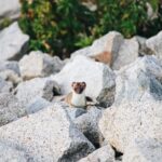 A curious stoat peeks from rocks in Barèges, Occitanie, France.