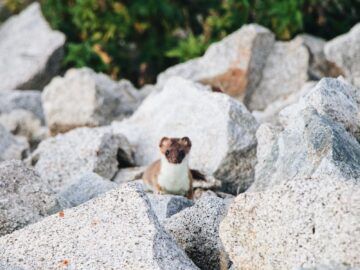 A curious stoat peeks from rocks in Barèges, Occitanie, France.