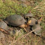 Group of African helmeted turtles in a muddy, grassy habitat outdoors during the day.