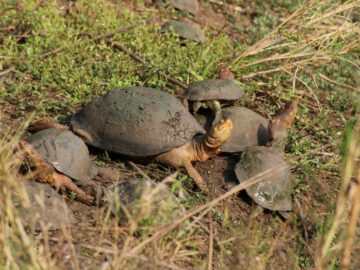 Group of African helmeted turtles in a muddy, grassy habitat outdoors during the day.