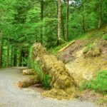 Lush green forest path in Orbaiceta, Spain. Ideal for nature walks and serene landscapes.