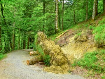 Lush green forest path in Orbaiceta, Spain. Ideal for nature walks and serene landscapes.