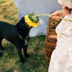 A black dog sniffs a sunflower held by a person in a garden, capturing a serene moment.