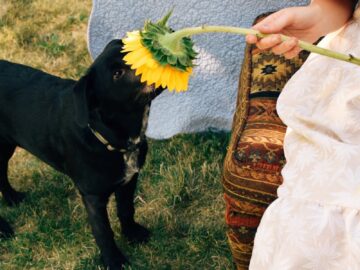 A black dog sniffs a sunflower held by a person in a garden, capturing a serene moment.