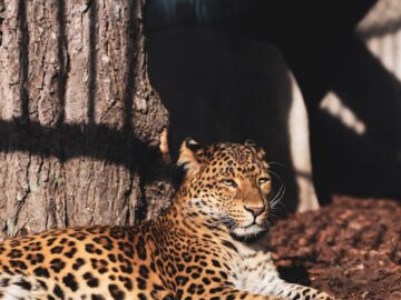 Amur leopard basking in sunlight, showcasing its beautiful spotted fur in a natural forest setting.