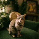 A friendly tabby cat sits calmly on a plush green sofa in a cozy, plant-filled living room.
