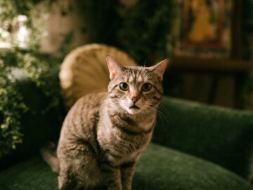 A friendly tabby cat sits calmly on a plush green sofa in a cozy, plant-filled living room.
