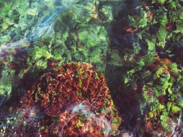 Colorful underwater scene showcasing seaweed and ocean life in a natural ecosystem.