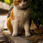 Charming ginger cat sitting on a path in Zermatt, surrounded by greenery.
