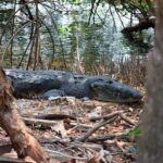 A saltwater crocodile resting in the natural wetland habitat of Tampico, México.