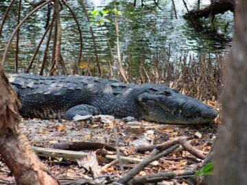 A saltwater crocodile resting in the natural wetland habitat of Tampico, México.