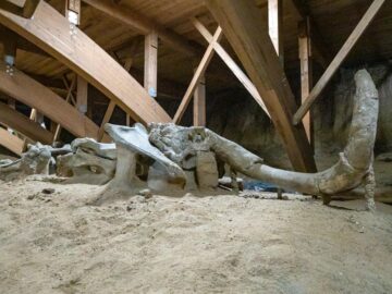 A detailed view of a mammoth skeleton displayed in a museum exhibit.