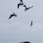 A dynamic shot of seagulls flying against a moody, cloudy sky typical of coastal wildlife scenes.