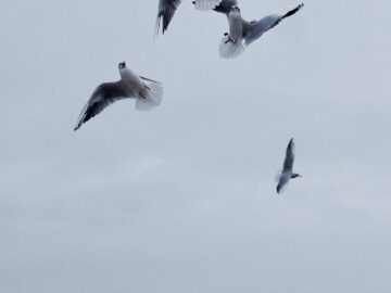 A dynamic shot of seagulls flying against a moody, cloudy sky typical of coastal wildlife scenes.