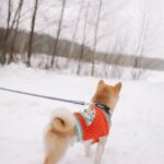 A Shiba Inu dog in a colorful sweater walks in a snowy landscape, connected by a leash.
