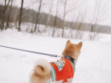 A Shiba Inu dog in a colorful sweater walks in a snowy landscape, connected by a leash.