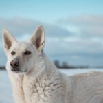 A beautiful white dog standing calmly in a snowy field with a clear blue sky.