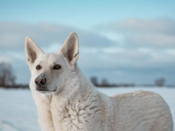 A beautiful white dog standing calmly in a snowy field with a clear blue sky.