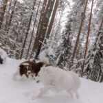 Two dogs joyfully playing in a snow-covered forest during winter.