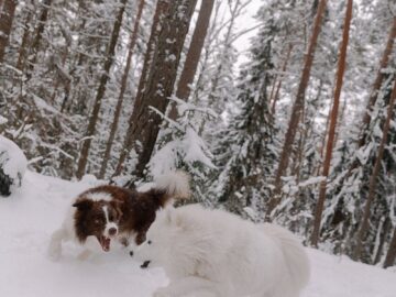 Two dogs joyfully playing in a snow-covered forest during winter.
