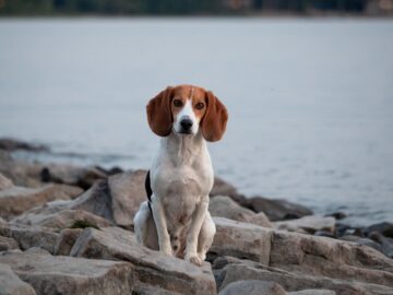 Tricolor beagle sitting on rocky lakeshore. Ideal for pet and nature themes.