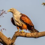 Close-up of a Brahminy Kite (Haliastur indus) perched on a tree against a blue sky.