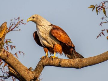 Close-up of a Brahminy Kite (Haliastur indus) perched on a tree against a blue sky.
