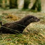 Capture of a Eurasian otter among grasses by the water's edge, showcasing wildlife in its natural habitat.