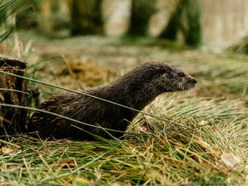 Capture of a Eurasian otter among grasses by the water's edge, showcasing wildlife in its natural habitat.