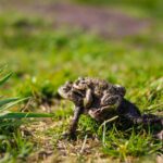 Two green toads on grass, captured in a natural setting with Canon EOS 700D.