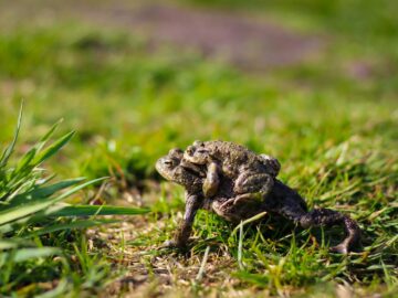 Two green toads on grass, captured in a natural setting with Canon EOS 700D.