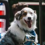 A joyful Australian Shepherd dog wearing an American flag bandana sits in a blue car.