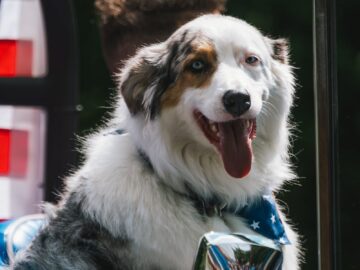 A joyful Australian Shepherd dog wearing an American flag bandana sits in a blue car.