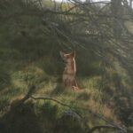A dingo sitting on grassy terrain in K'gari, Australia, surrounded by trees.