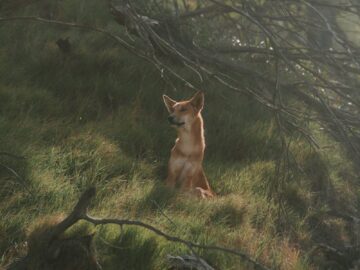 A dingo sitting on grassy terrain in K'gari, Australia, surrounded by trees.