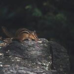 Close-up of a chipmunk on a log surrounded by nature in a forest setting.
